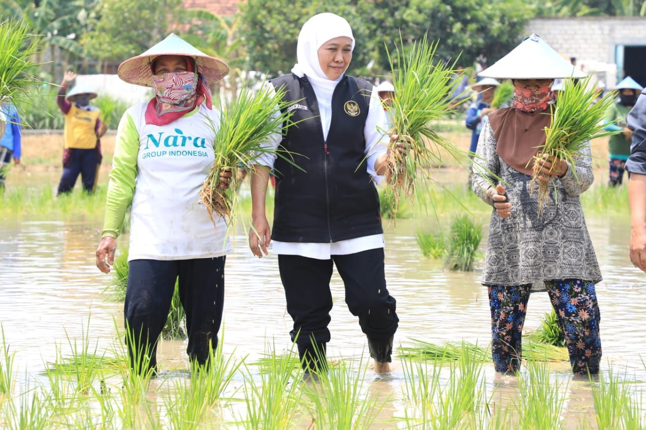 Jatim Produsen Padi Tertinggi Nasional Selama 4 Tahun Berturut-turut