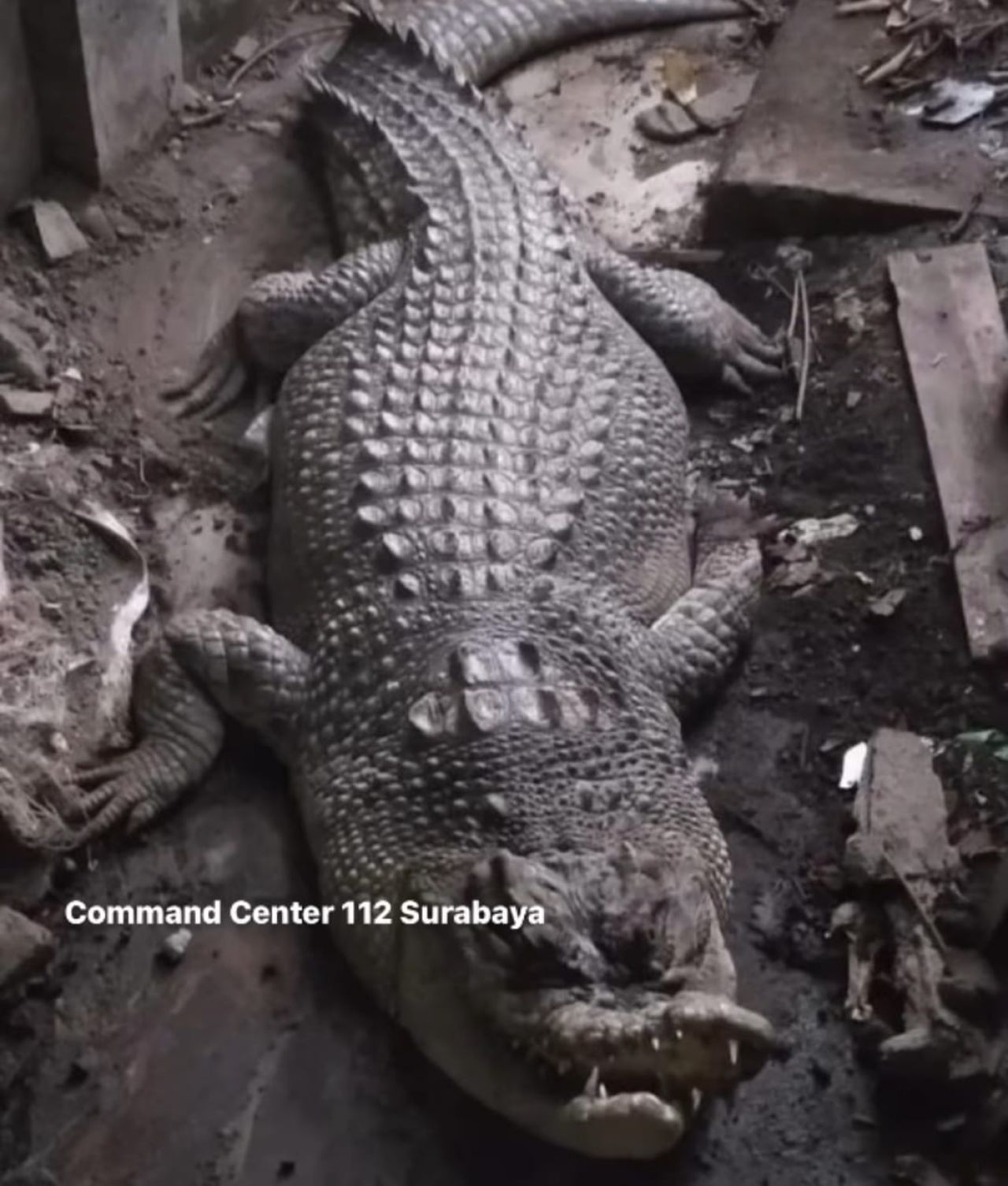 Karena Sering Ngamuk, Warga Surabaya Serahkan Buaya yang 11 Tahun Dipelihara ke BKSDA