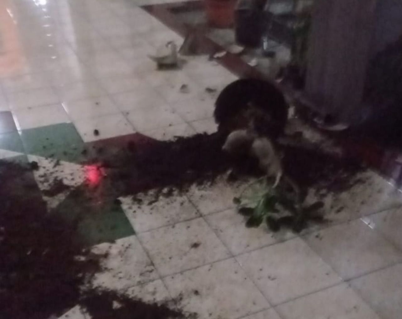 Gara-Gara Mati Lampu Pengungsi WNA Ngamuk di Penampungan Puspa Agro
