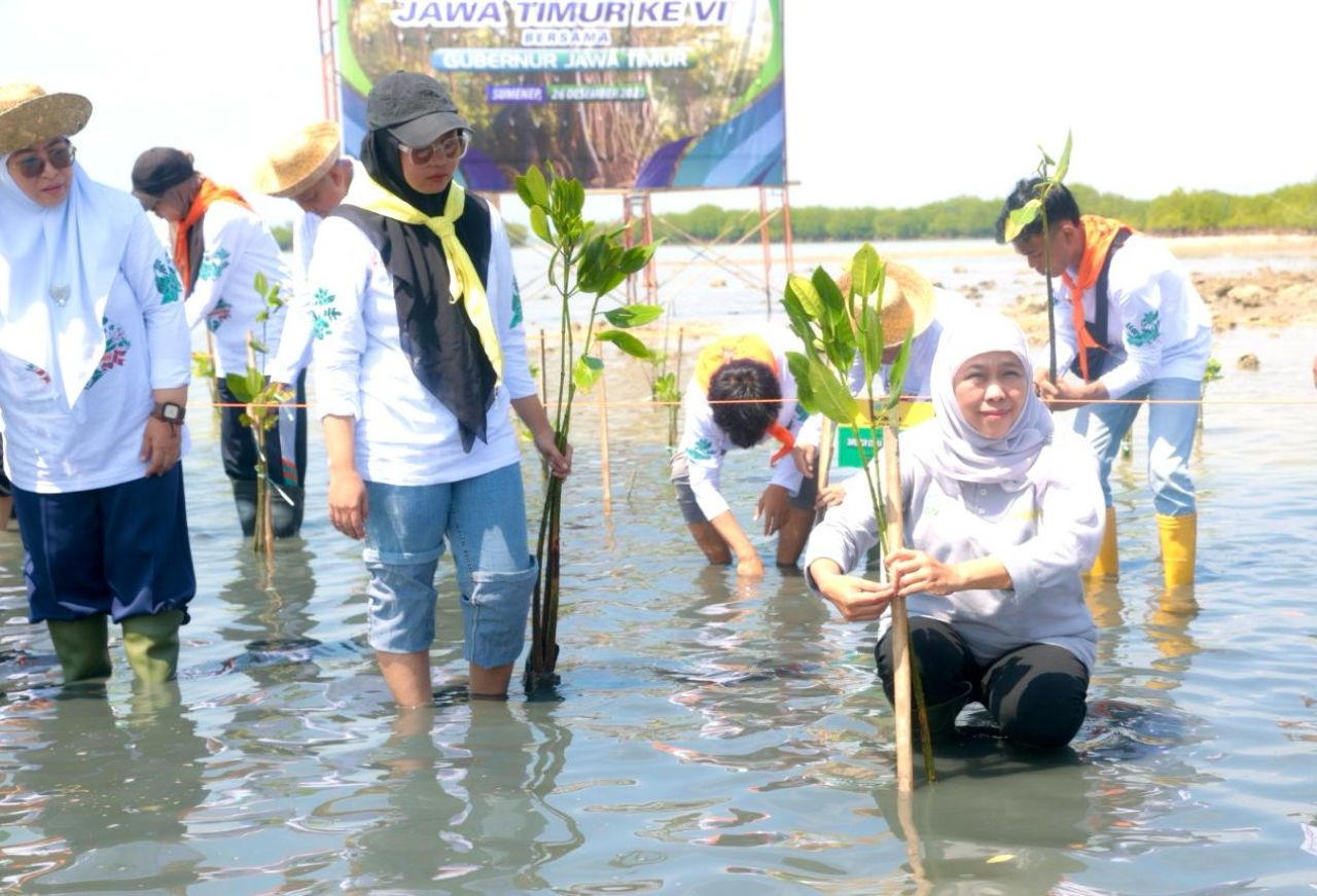 Sedekah Oksigen, 22.500 Bibit Mangrove Ditanam di Sumenep Penanaman Mangrove di Sumenep oleh Gubernur Khofifah, Selasa (26/12/2023). (Dok Biro Adpim Prov Jatim)