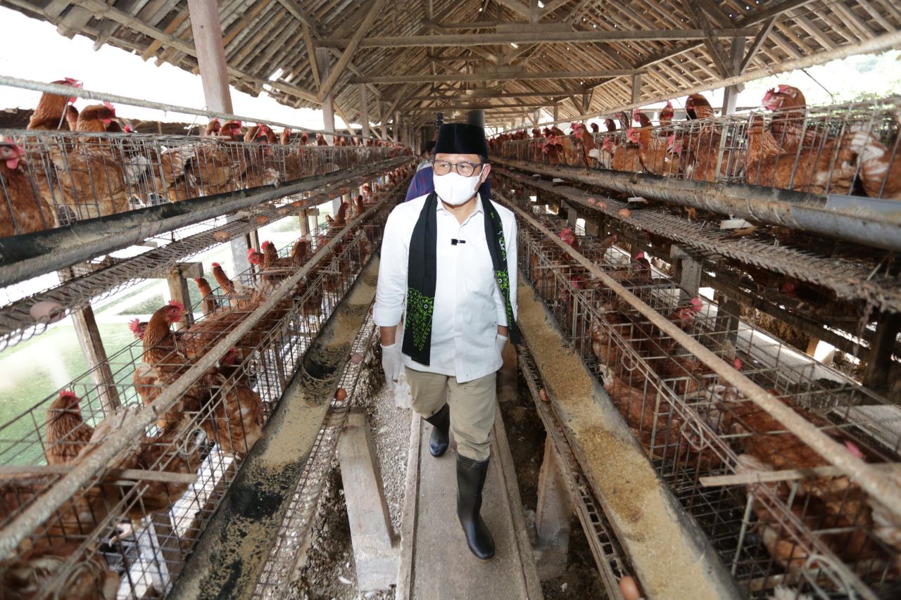Cawapres Muhaimin Iskandar meninjau peternakan warga di Blitar, Kamis (11/1/2024). (Dok tim Humas AMIN)