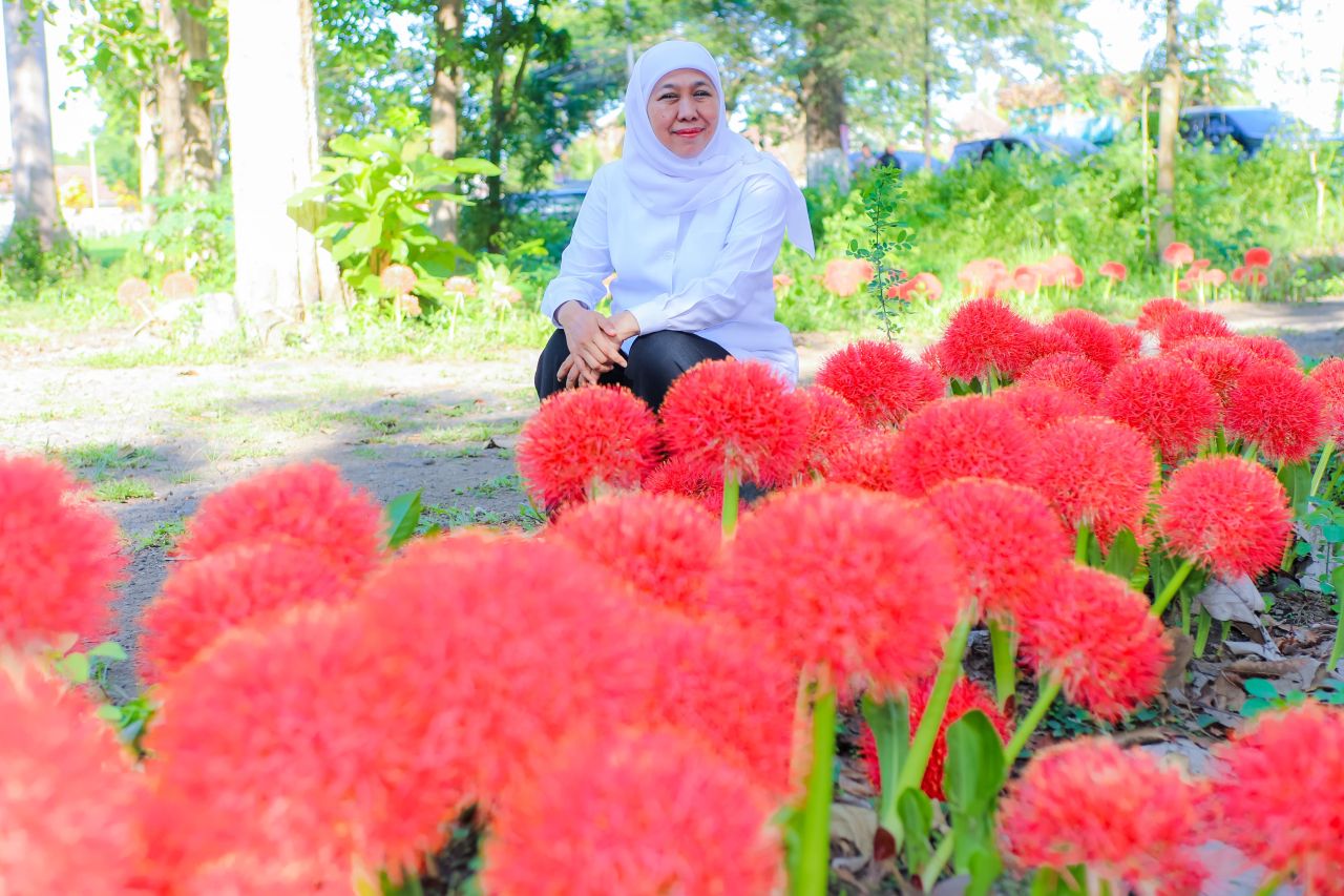 Pesona Bunga Desember, Flora Langka Kebanggaan Bondowoso