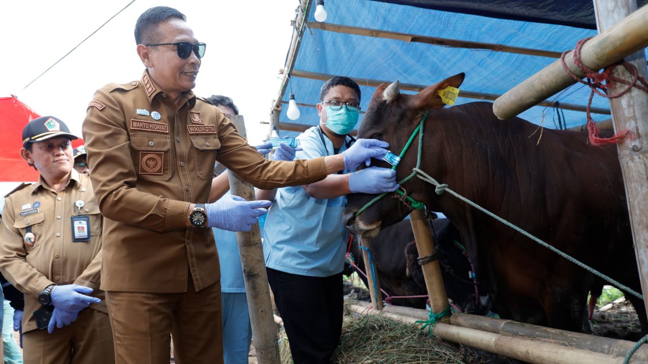 Pemkot Malang Jamin Hewan Kurban  untuk Idul Adha 2026 Bebas Penyakit